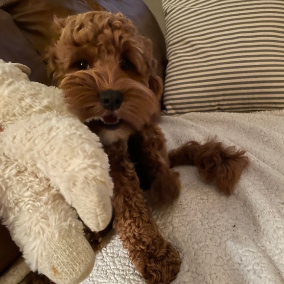 Meet your Posher, David - Picture 2 of 8